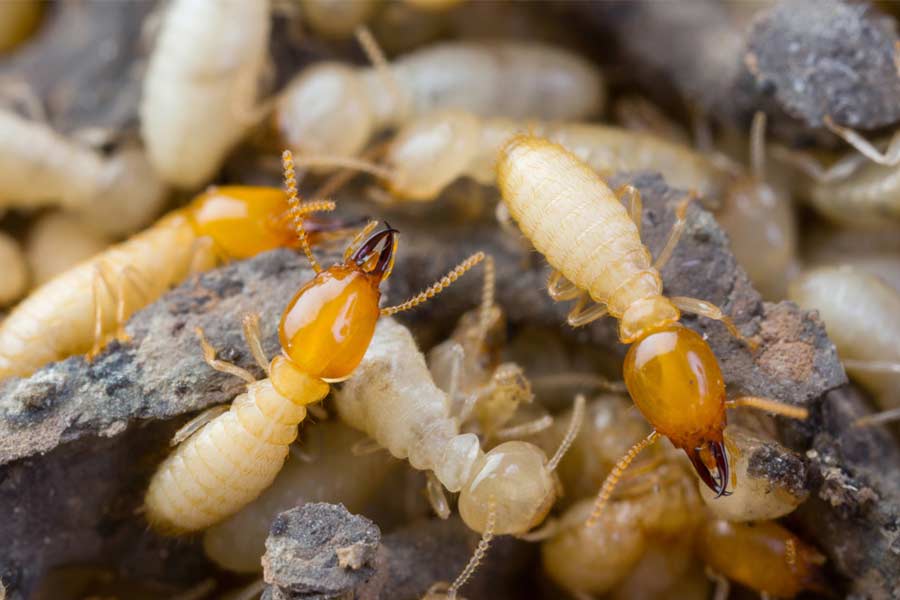 Termite Inspection