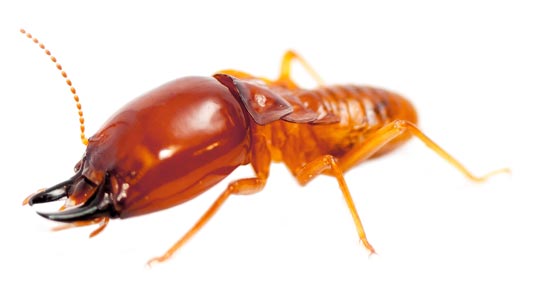 Termite Home Inspections Included Free