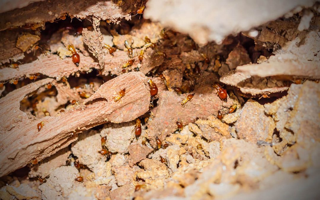 Signs of termites in your home
