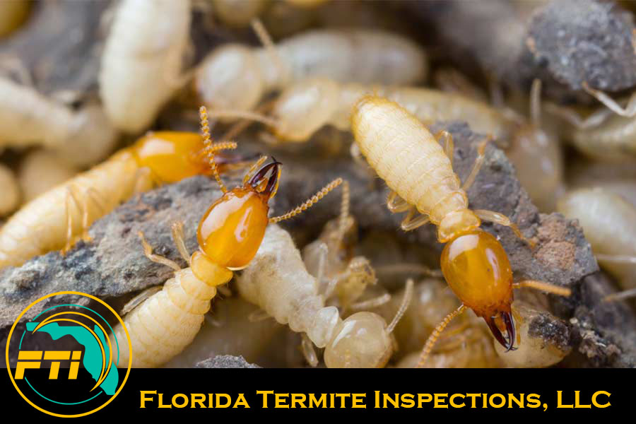 Fl-Termite-Inspections