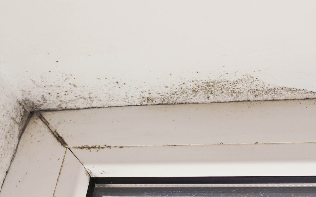 4 Tips to Prevent Mold Growth in Your Home